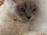 Blue Point Scottish Fold