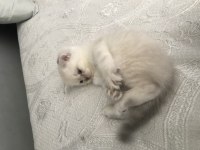 British shorthair kedidir