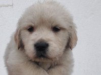 Golden retriever bebekler