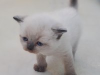 Mavi boncuklarım british shorthair