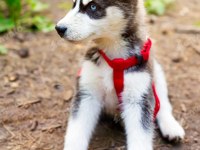 Husky Mavi Şekerlemeler