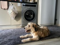 Norfolk Yorkshire Terrier 9 AYLIK TUVALET EĞİTİMİ VAR
