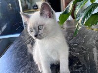 British shorthair oğluma yuva arıyorum
