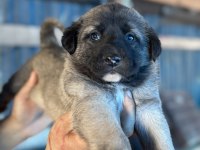 Kara boğa yavru köpekler için