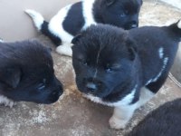 AKKUŞ ÜRETİM ÇİFTLİĞİNDEN AMERİKAN AKİTA YAVRULARI