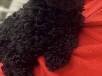 2.5 yaşında dişi poodle
