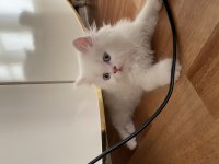 İran persian cinsi kedilerimi sahiplendiriyorum