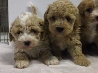 Maltipoo bebekleri