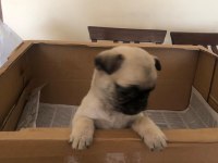 Dişi pug