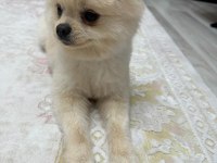 15 Aylık Erkek Pomeranian Boo