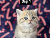 5 adet british shorthair yavrularımız