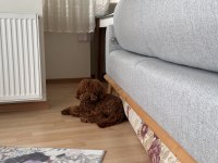 Orijinal toy poodle bebekler