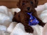 IRK VE SAĞLIK GARANTİLİ KORE POODLE BEBEKLER