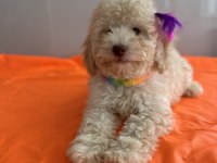 Toy poodle köpeği