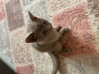 Yavru british shorthair