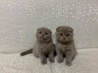 Safkan Biblo Güzelliğinde Scottish Fold