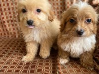 Tatlı maltipoo minikler