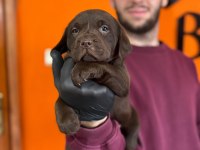 Safkan labrador retriever yavrularımız