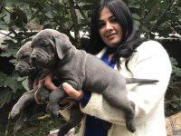 Blue safkan cane corso yavrularım