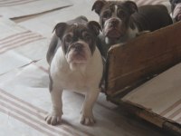 CHOCOLATE ENGLİSH BULLDOG A KALİTELİ BEBEKLER