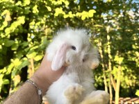 HOLLANDA TEDDY LOP TAVŞAN YAVRULAR