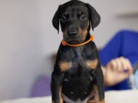 Keskin bakışlı doberman yavrularım