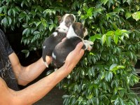 BEAGLE YAVRULARI ÜCRETSİZ DEĞİLDİR