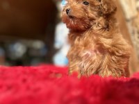 Micro Teacup Parmak çocuk orijinal Maltipoo