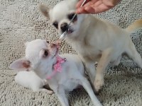 Şivava Türkiye Şampiyonu Babanın Yavruları Chihuahua
