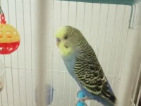 Konuşan muhabbet kuşu