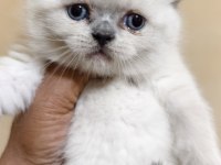 British shorthair kedimiz
