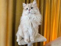 Sevimli british longhair kedimiz paşa
