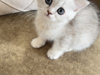 British Shorthair Prensesimiz Yuvasını Bekliyor