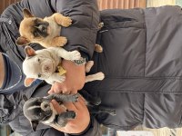 A kalite tosun bebek köpekler