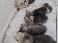 Silver British longhair anne ve siyam babanın yavruları