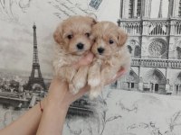 Dizayn Irk Sevimli Maltipoo Yavrular