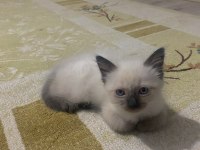 2 aylık siyam kedisi yavru dişi