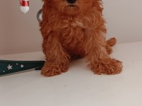 Toy poodle yavrular yeni yuvalarını bekliyor