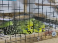 Yavru show jumbo muhabbet kuşu bebekler