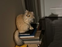 NY1133 SILVER BRITISH SHORTHAIR VE NY25 GOLDEN BRITISH LONG