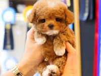Ozel Ve Guzel Toy Poodle Bebeklerım