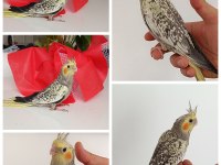 45 Günlük Ev Üretimi Renk Güzeli PERL Sultan Papağanları