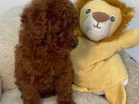 Tiny Boy Poodle Bebekler