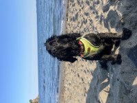 Köpeğimiz ömürlük aile arıyor