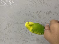 Temiz Kanat Spangel Erkek Muhabbet Kuşu