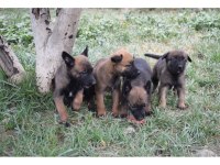 A kalite dişi Malinois Yavrular