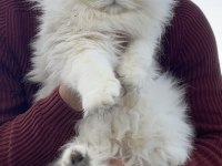 1 ve 2 yaşında Safkan British Longhair Dişi Kedilerim