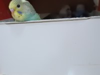 Asil kan hobi üretim muhabbet kuşu