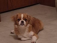 Dişi Pekingese