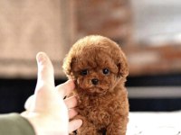 Sevgiyle Büyütülmüş Aşılı Toy Poodle Yavrular